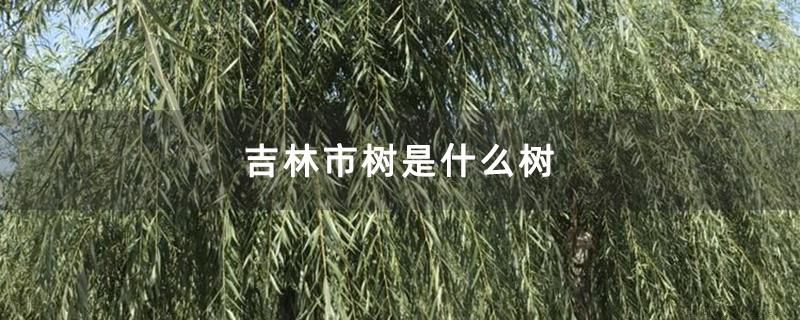 吉林市树是什么树