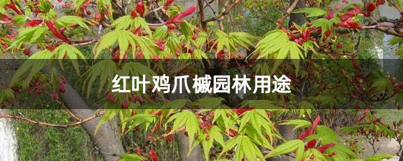 红叶鸡爪槭园林用途