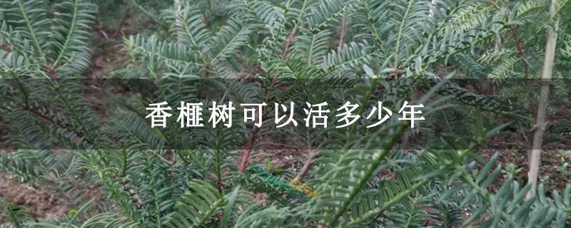 香榧树可以活多少年