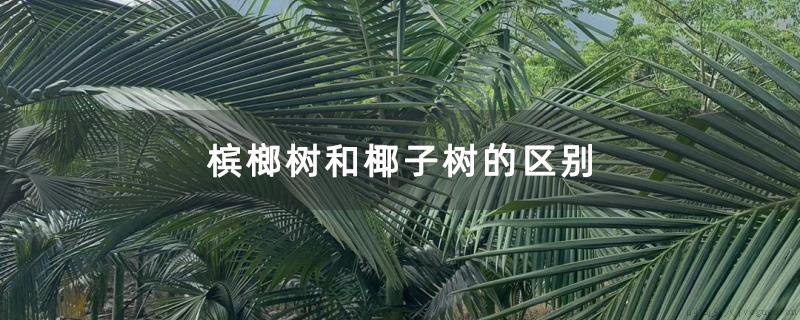 槟榔树和椰子树的区别