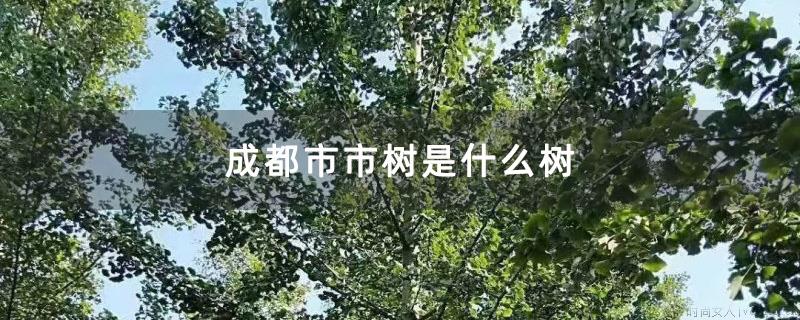 成都市市树是什么树