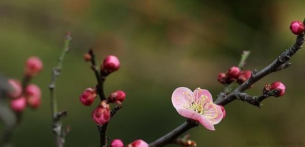 梅花换盆需要注意什么