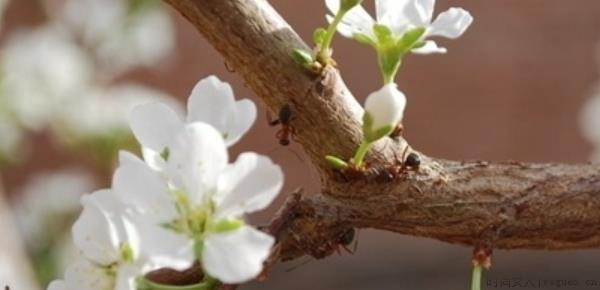 李子开花怎样保花保果