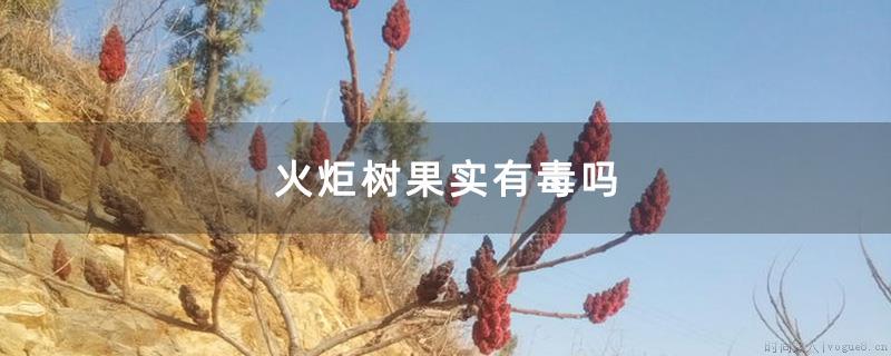 火炬树果实有毒吗