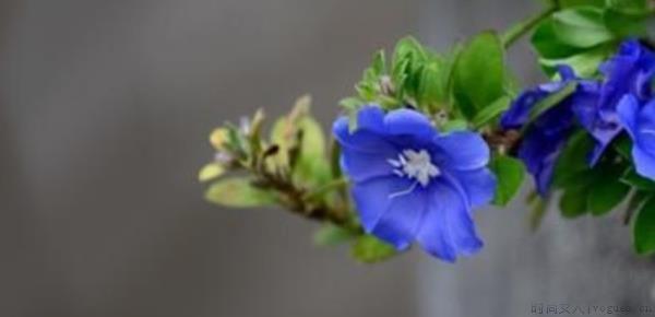 蓝星花的四季养护要点