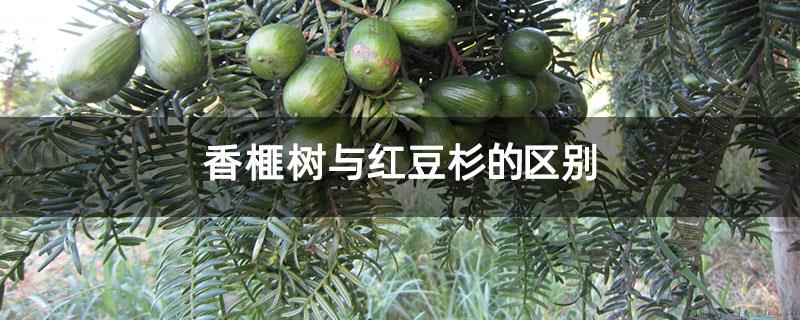 香榧树与红豆杉的区别