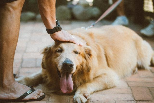 金毛几岁算成年犬？