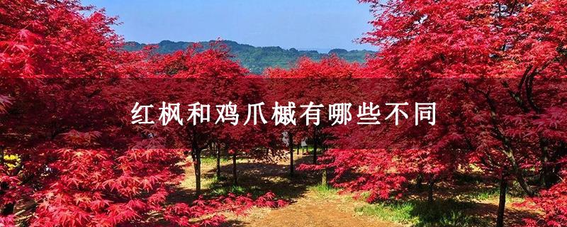 红枫和鸡爪槭有哪些不同
