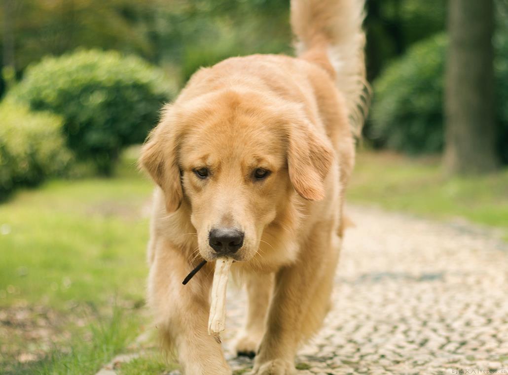 金毛犬掉毛严重怎么办？