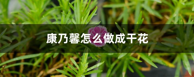 康乃馨怎么做成干花