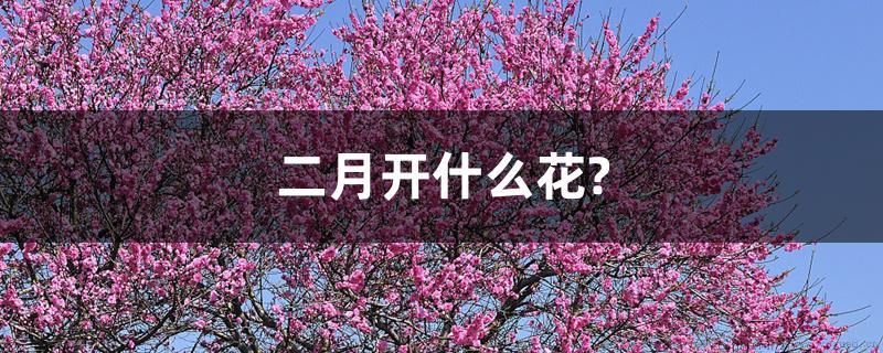 二月开什么花