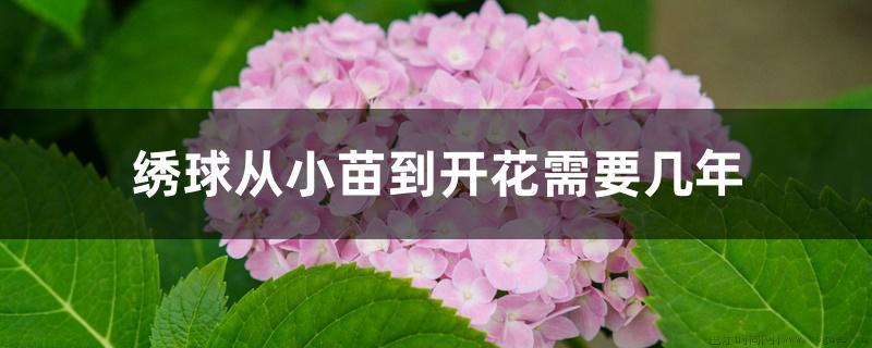 绣球从小苗到开花需要几年