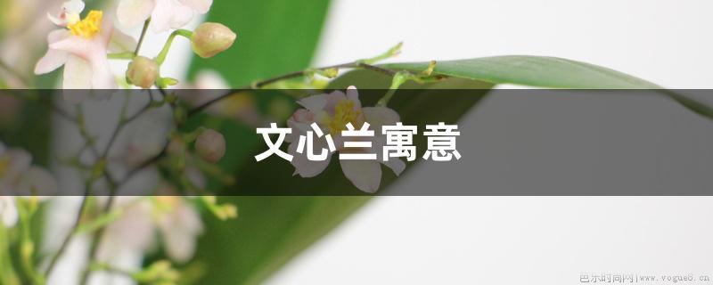 文心兰寓意