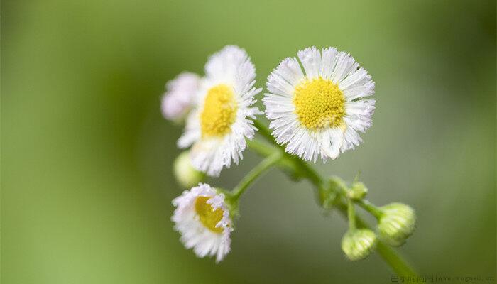 小雏菊的花语是什么