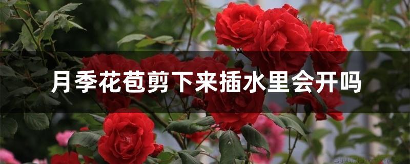 月季花苞剪下来插水里会开吗