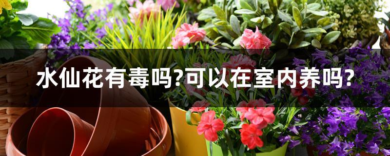 水仙花有毒吗