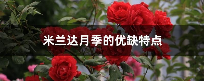 米兰达月季的优缺特点