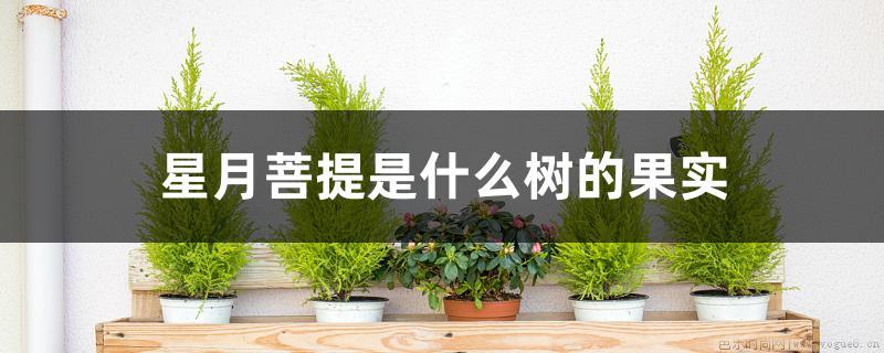 星月菩提是什么树的果实