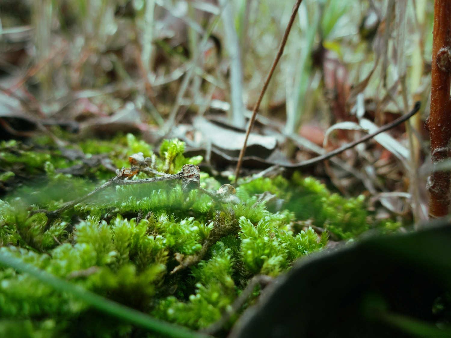 苔藓植物没有什么组织