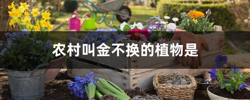 农村叫金不换的植物是