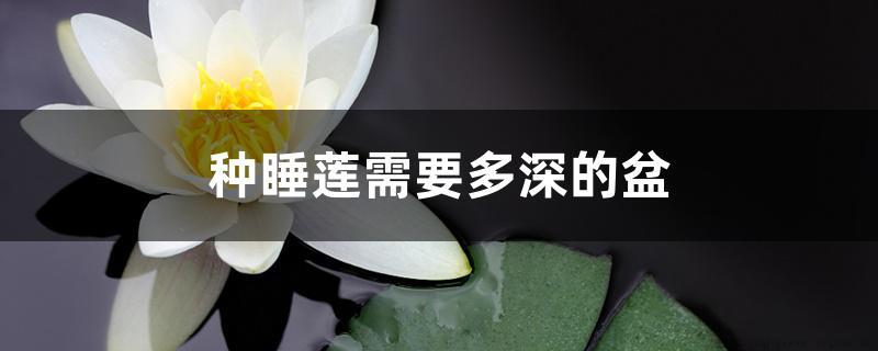 种睡莲需要多深的盆