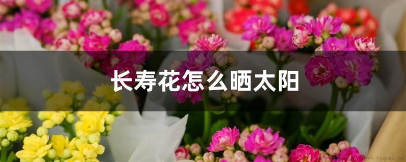 长寿花怎么晒太阳