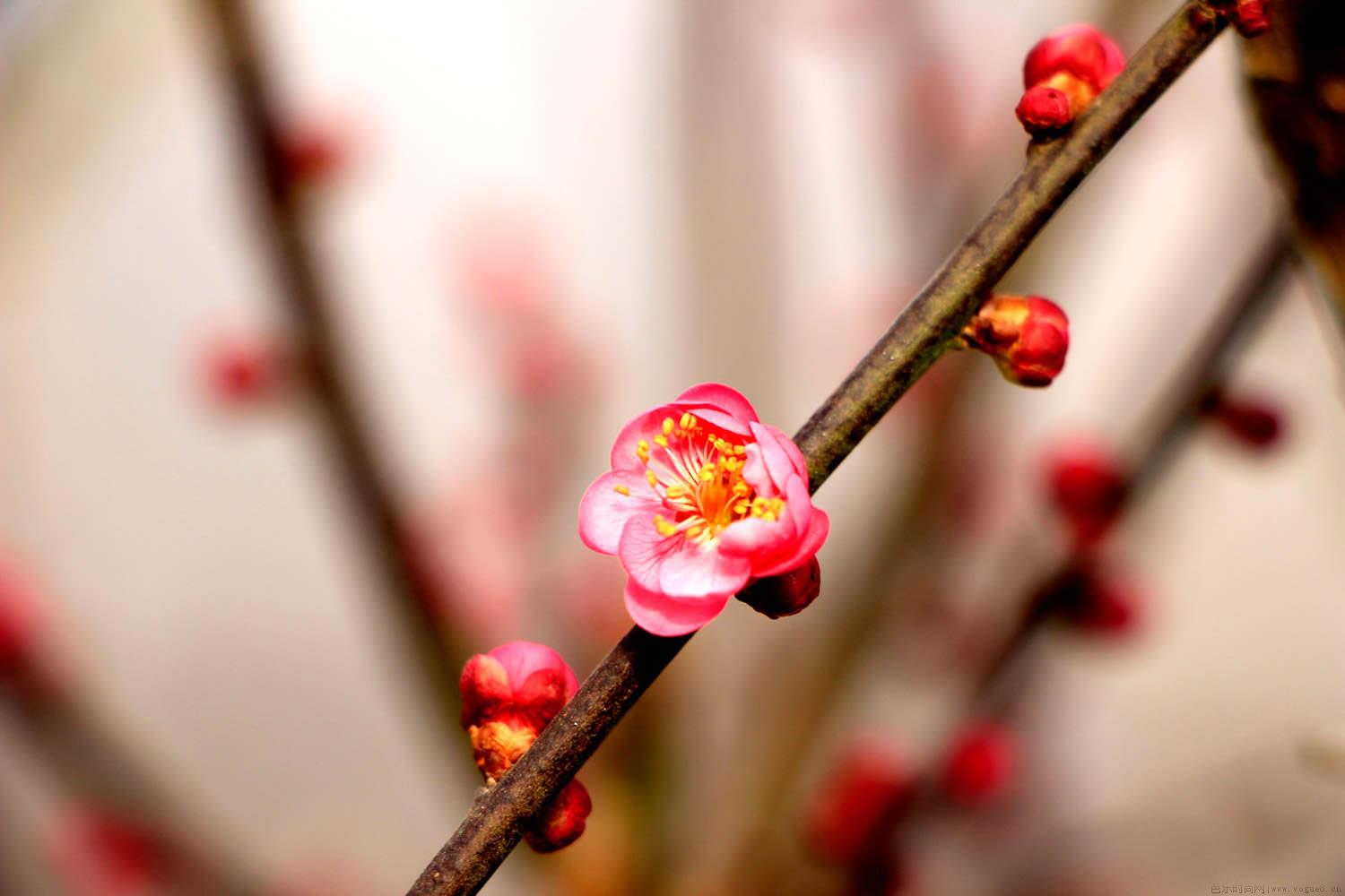 红梅的花语和寓意