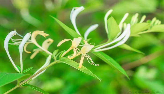 金银花树的修剪与栽培技术