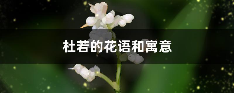 杜若的花语和寓意