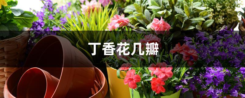 丁香花几瓣