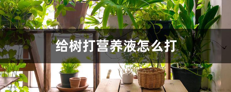 给树打营养液怎么打