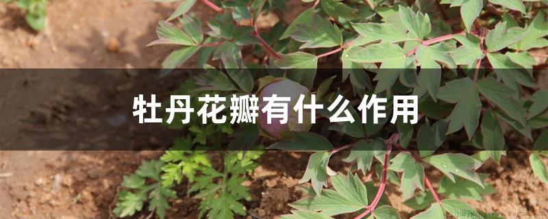 牡丹花瓣有什么作用