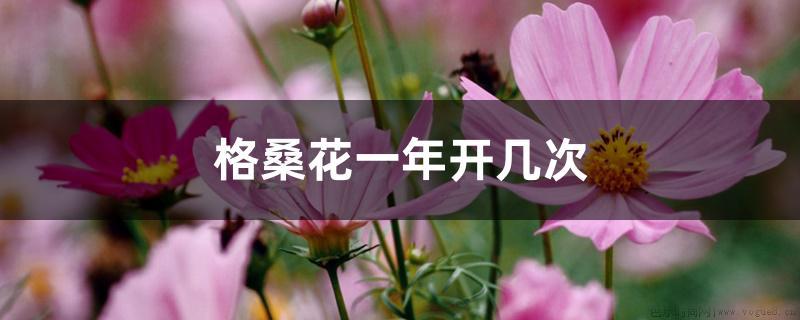 格桑花一年开几次