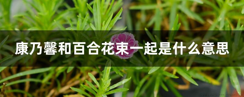 康乃馨和百合花束一起是什么意思