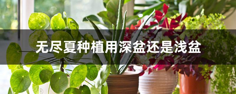 无尽夏种植用深盆还是浅盆