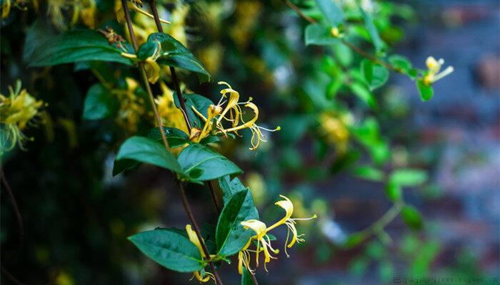 金银花盆栽种植方法