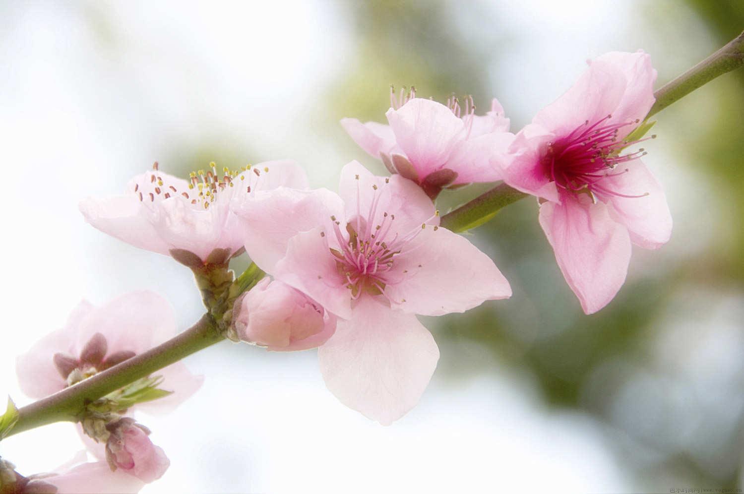 桃花枝泡水能开花吗