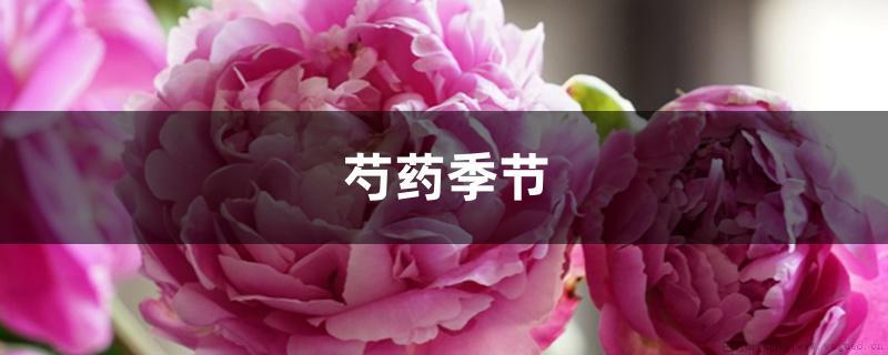 芍药季节