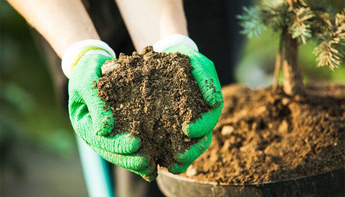 土壤表面发绿怎么治理