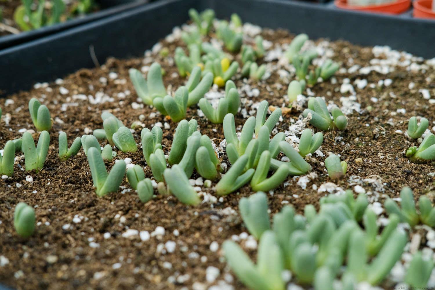 多肉插杆种植方法