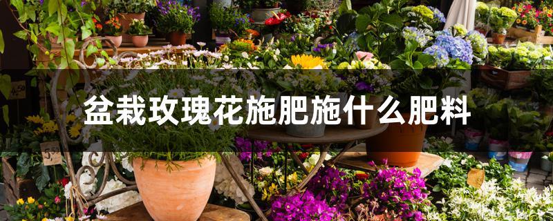 盆栽玫瑰花施肥施什么肥料