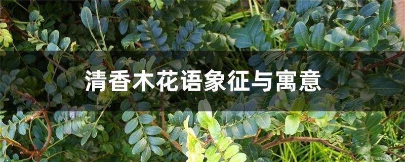 清香木花语象征与寓意