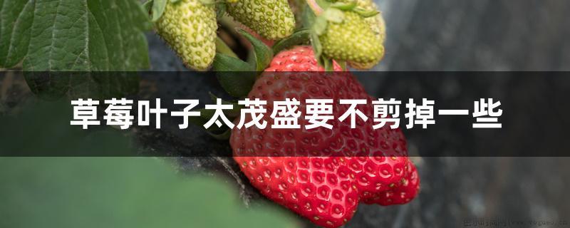 草莓叶子太茂盛要不剪掉一些