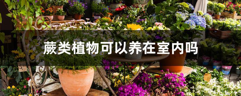 蕨类植物可以养在室内吗