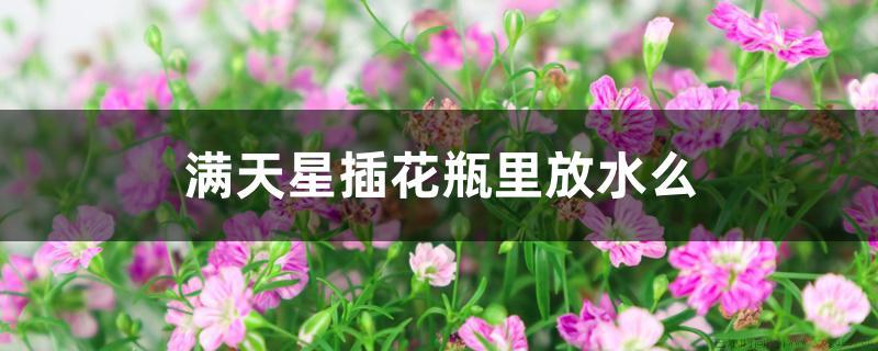 满天星插花瓶里放水么