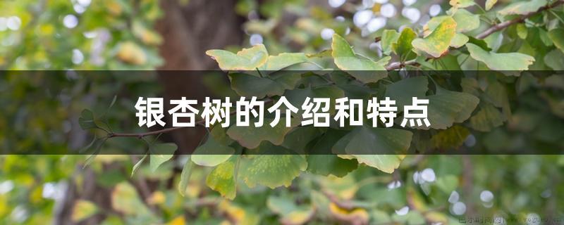 银杏树的介绍和特点