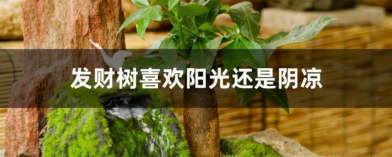 发财树喜欢阳光还是阴凉