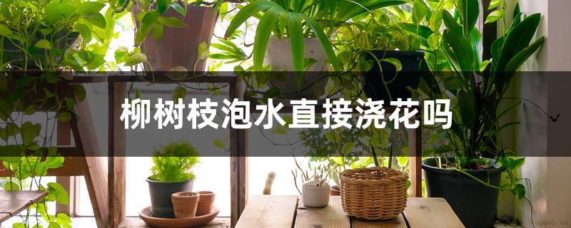 柳树枝泡水直接浇花吗