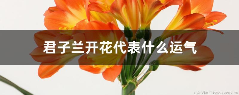 君子兰开花代表什么运气