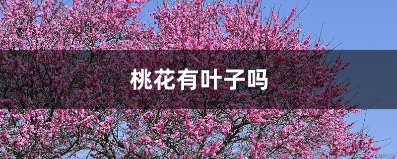 桃花有叶子吗